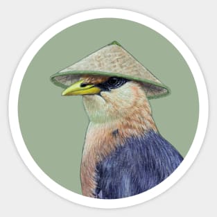 Burmese myna Sticker